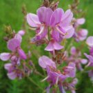 100 Seeds  Trefoil Showy Tick  Perennial  Pink Flower  #IEB2