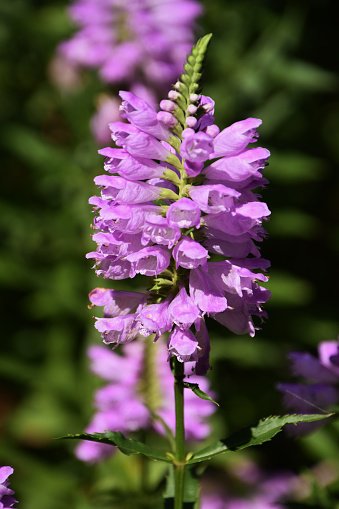 Flower seeds Obedient Plant   Lion's Heart  Pink Flower, 10 Seeds  #IEB2