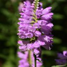 Flower seeds Obedient Plant   Lion's Heart  Pink Flower, 10 Seeds  #IEB2