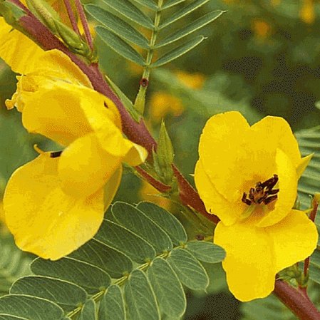 254 seeds partridge pea flower, easy to grow   #IEB2