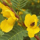 254 seeds partridge pea flower, easy to grow   #IEB2