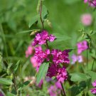 1500 Seeds  Mountain Garland Clarkia flower seeds  #IEB2