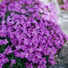 385 Seeds Rockcress Purple Flower  Perennial, easy to grow  #IEB2