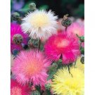 240 Seeds  Sweet Sultan Fragrant Cut Flower,  easy to grow    #IEB2