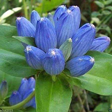 100 Seeds Bottle Gentian Gall Flower Perennial, easy to grow #IEB2