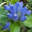 100 Seeds Bottle Gentian Gall Flower Perennial, easy to grow #IEB2