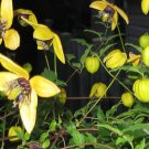 15 Seeds  Clematis Aztek Yellow  Perennial Vine, easy to grow  #IEB2