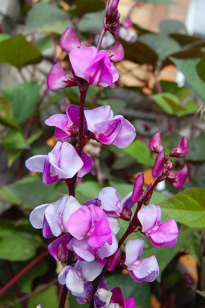 20 Seeds Hyacinth  Purple Hyacinth Bean Vine Flower   #IEB2
