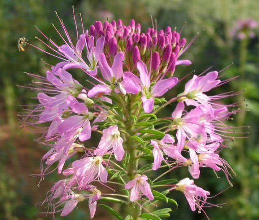 Flower seeds Rocky Mountain Bee Plant Rare Cleome Pink Flower, 200 seeds   #IEB2