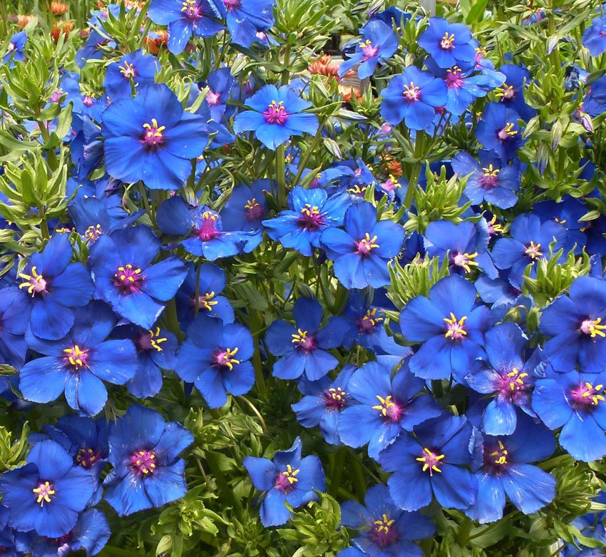 750 seeds pimpernel blue anagallis monelli  ,great for yur garden   #IEB2