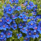 750 seeds pimpernel blue anagallis monelli  ,great for yur garden   #IEB2