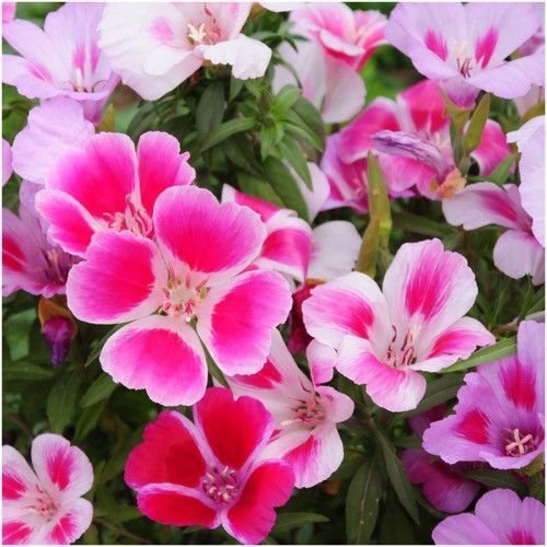 600 Seeds  Farewell To Spring Pink Clarkia, easy to grow   #IEB2