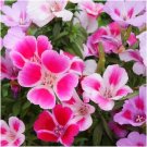 600 Seeds  Farewell To Spring Pink Clarkia, easy to grow   #IEB2