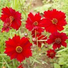 450 seeds coreopsis dwarf red  #IEB2