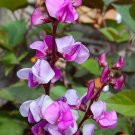 10 Seeds Hyacinth Purple   Bean Vine, easy to grow  #IEB2