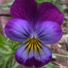 675 Seeds Johnny Jump-Up  Tricolor  Violet Flower   #IEB2