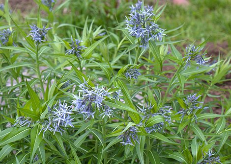 flowr seeds shining blue star amsonia perennial blue lower, 10 seeds   #IEB2