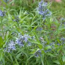 flowr seeds shining blue star amsonia perennial blue lower, 10 seeds   #IEB2