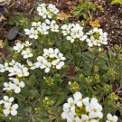 Flower seeds Rockcress White  Arabis Alpina Perennial Flower, 115 Seeds #IEB2