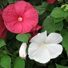 540 seeds rose mallow heavy bloomer #IEB2