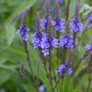 Flower seeds Vervain  Blue Flower Perennial  Swamp  , 335 Seeds   #IEB2