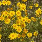 230 Seeds  Goldfields Lasthenia Glabrata Yellow Flower #IEB2