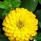 145 Seeds  Zinnia Canary Yellow Flower   #IEB2