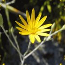 180 Seeds Golden Aster Perennial Wildflower, easy to grow  #IEB2