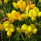 Flower seeds Bird's Foot Trefoil Perennial yellow color,2500 seeds  #IEB2