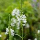 55 Seeds  Obedient   Lion's Heart White Flower,  easy to grow  #IEB2
