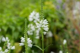 55 Seeds  Obedient   Lion's Heart White Flower,  easy to grow  #IEB2