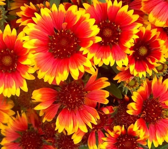 Flower seeds indian Blanket 1300 seeds Drought Resistant    #IEB2