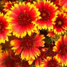Flower seeds indian Blanket 1300 seeds Drought Resistant    #IEB2