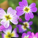 2700 Seeds Stock  Virginia Stock, easy to grow  #IEB2