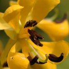 25 Seeds Senna  Wild Cassia  5' Tall Perennial Yellow Flower    #IEB2