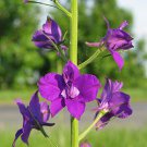 860 Seeds  Larkspur Delphinium Consolida Flower, easy to grow  #IEB2