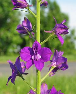 860 Seeds  Larkspur Delphinium Consolida Flower, easy to grow  #IEB2