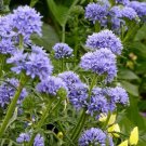 Flower seeds Globe Gilia  Blue Flower, 260 Seeds  #IEB2
