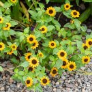 Flower seeds Creeping Zinnia, 65 Seeds   #IEB2