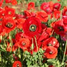 585 Seeds Poppy American Legion Red Flower, great for yor garden   #IEB2
