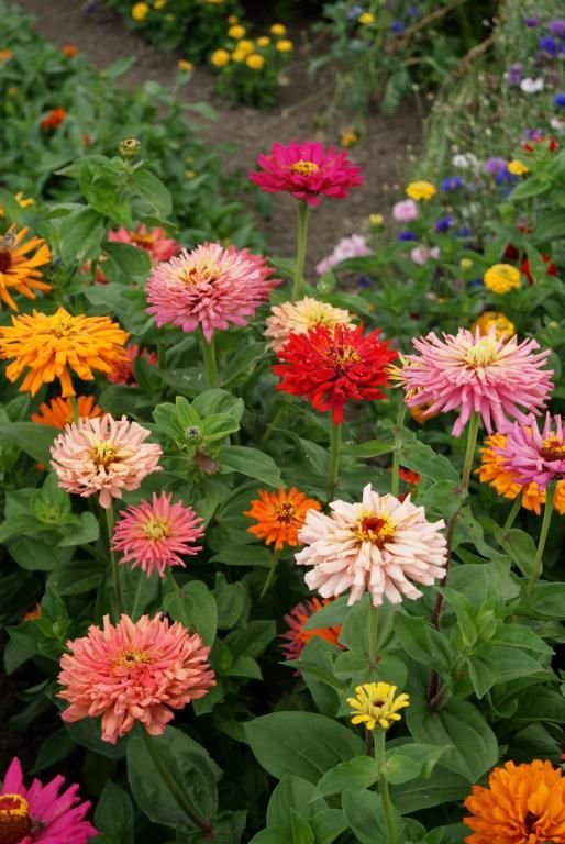 40 Seeds   Cactus Giant Zinnia Flower, easy to grow   #IEB2