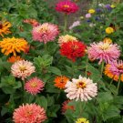40 Seeds   Cactus Giant Zinnia Flower, easy to grow   #IEB2