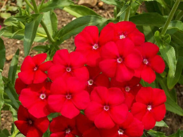 720 Seeds Phlox Drummond red flower.easy to grow   #IEB2