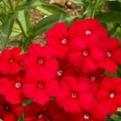 720 Seeds Phlox Drummond red flower.easy to grow   #IEB2
