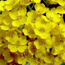 250 Seeds Alyssum  Golden Tuft  Basket Of Gold, easy to grow   #IEB2