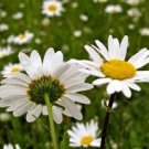 Flower seeds Daisy Ox-Eye Oxeye Daisies White Flower, 190 Seeds   #IEB2