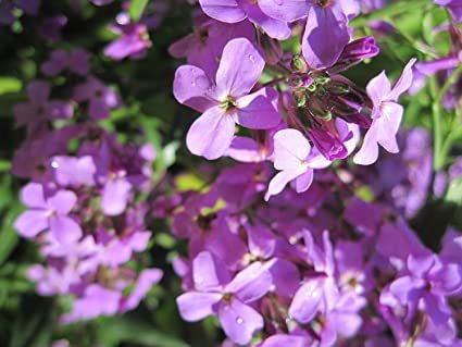 Flower seeds Evening Scented Pink Purple Flower, 185 Seeds     #IEB2