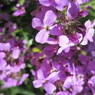 Flower seeds Evening Scented Pink Purple Flower, 185 Seeds     #IEB2