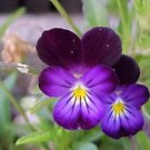 Flower seeds johnny jump-up  viola tricolo  , 225 seeds  #IEB2