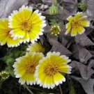 360 Seeds Tidy Tips  Drought Tolerant Yellow Flower, easy to grow      #IEB2